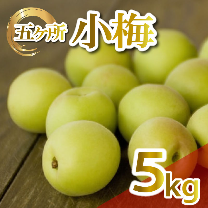 梅 約 5kg 4L うめ 生梅 青梅 旬 期間限定 梅酒 梅干し 梅干 ジャム シロップ ジュース 五ヶ所小梅 三重県 南伊勢町 伊勢 志摩 JA伊勢
