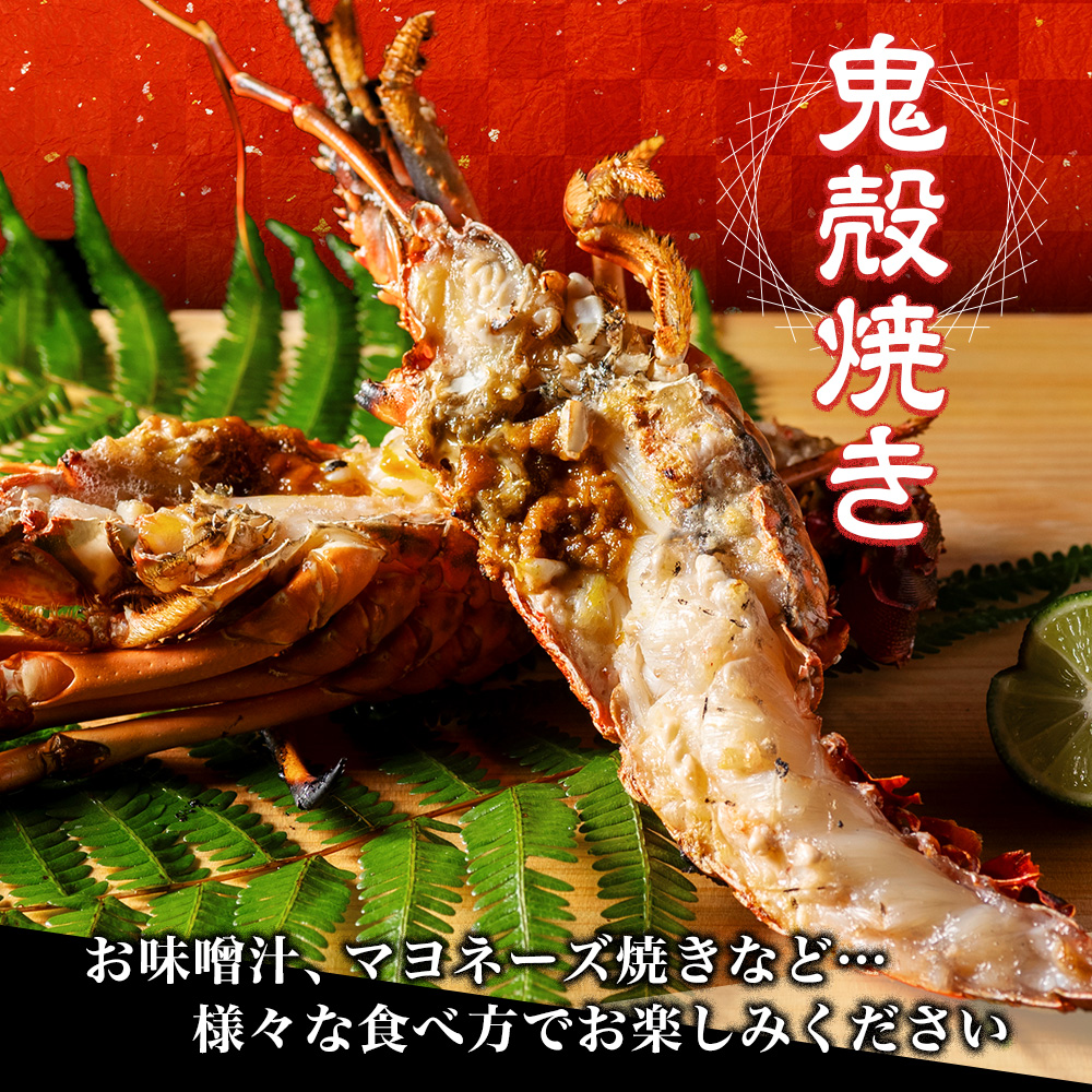 特大 活き 伊勢海老 Ｄコース 1尾 500〜600g 山金商店 伊勢えび エビ 海老 鮮魚 焼き物 汁物 海鮮 特産 海の幸 魚介 イセエビ 三重県 南伊勢町 伊勢志摩産 伊勢志摩産