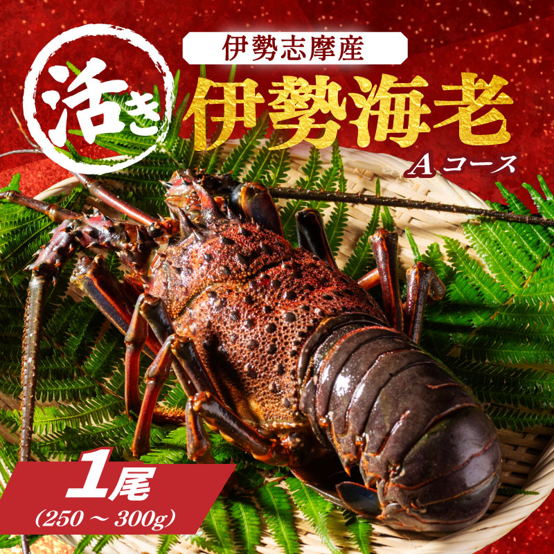 活き 伊勢海老 Ａコース 1尾 約250〜300g 山金商店 地物 伊勢 伊勢えび 高級 鮮魚 焼き物 汁物 海鮮 特産 海の幸 魚介 イセエビ 海老 えび 三重県 南伊勢町 伊勢志摩産 伊勢志摩