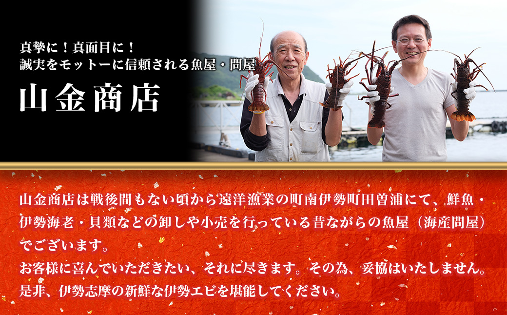 特大　活き伊勢海老Ｆコース 1尾（850〜1000g）　山金商店　／　伊勢えび　エビ　海老　伊勢志摩