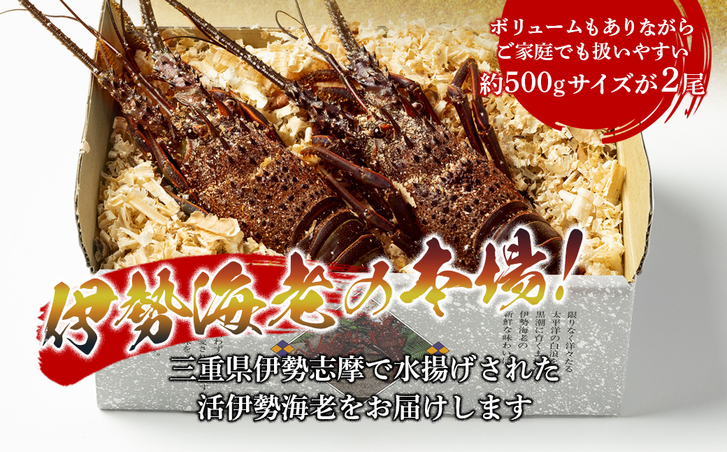 活 伊勢海老 ２尾入 約500g 丸池 えび 海老 ebi いせえび 伊勢 魚 魚介 海鮮 海産物 海 特産品 うま味 旨味 海の幸 アウトドア バーベキュー 刺身 炭火焼 味噌汁 産地直送 国産 三重 南伊勢 伊勢志摩