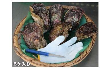 【冷蔵】岩ガキ　6ケ入　約2kg〜約2.5kg／貝　牡蠣　かき　カキ　天然　養殖　BBQ　伊勢志摩産