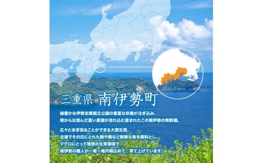 【No.520】（冷凍） 本まぐろ 中トロ ねぎトロ 詰め合わせ２～３人前 伊勢志摩まぐろ食堂 ／ 本鮪 専門店 お刺身専用 粗びき塩 三重県 南伊勢町