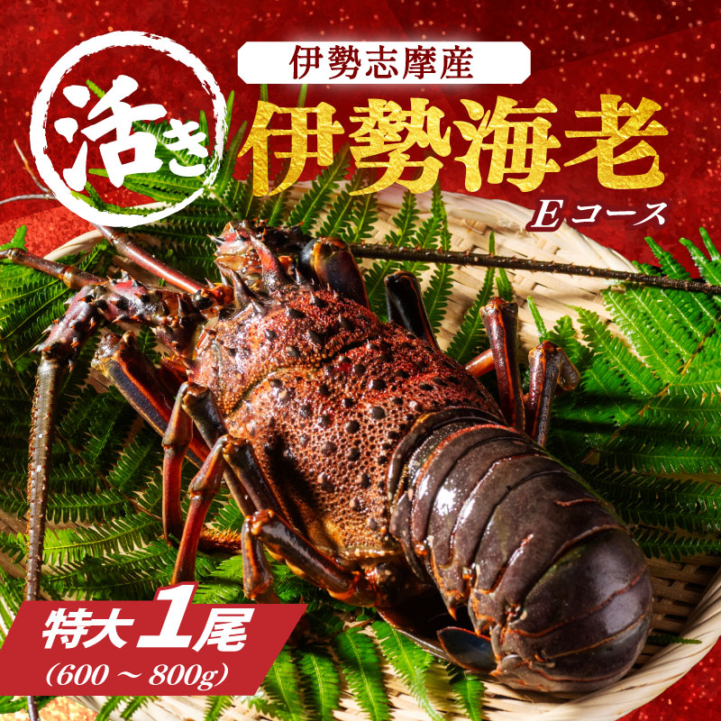 活き 伊勢海老 特大 Ｅコース 1尾 600〜800g 山金商店 伊勢えび エビ 海老 海鮮 魚介 高級 グルメ 焼き物 汁物 海鮮 特産 海の幸 魚介 三重 伊勢志摩産