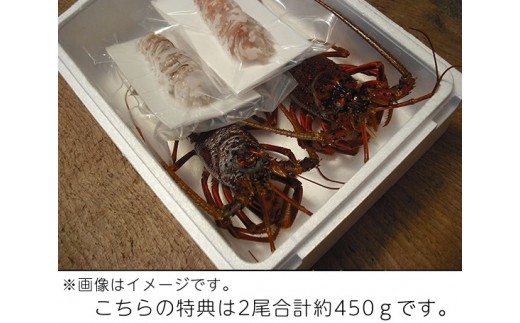 （冷凍） 伊勢志摩産 活〆伊勢海老 2尾 姿造り 生食用 （M） ／ 丸池 伊勢えび イセエビ 特産 三重県 南伊勢町 伊勢志摩