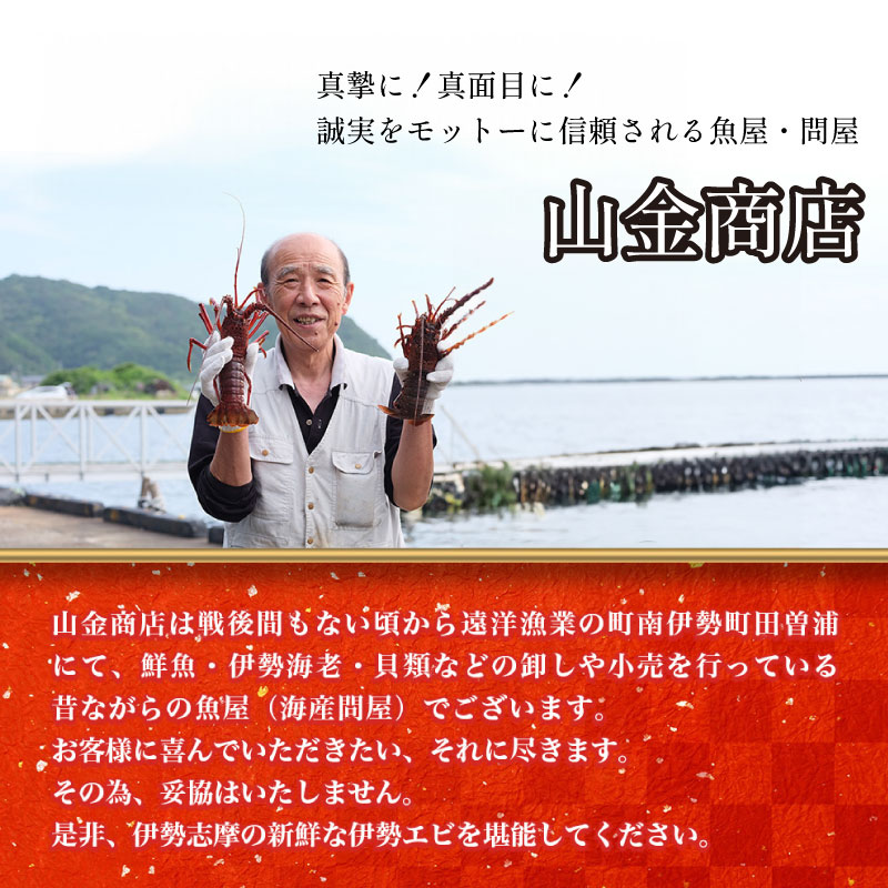 活き 伊勢海老 Ａコース 1尾 約250〜300g 山金商店 地物 伊勢 伊勢えび 高級 鮮魚 焼き物 汁物 海鮮 特産 海の幸 魚介 イセエビ 海老 えび 三重県 南伊勢町 伊勢志摩産 伊勢志摩