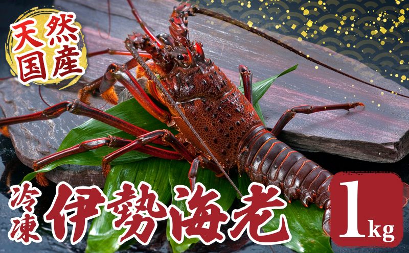 冷凍 伊勢海老 約1kg 伊勢えび 産地直送 天然 国産 海鮮 新鮮 刺し身 味噌汁 焼き物 ギフト 贈答 えび 海老 ebi いせえび 高級食材 お歳暮 お正月 年末年始 三重県 南伊勢 伊勢 志摩