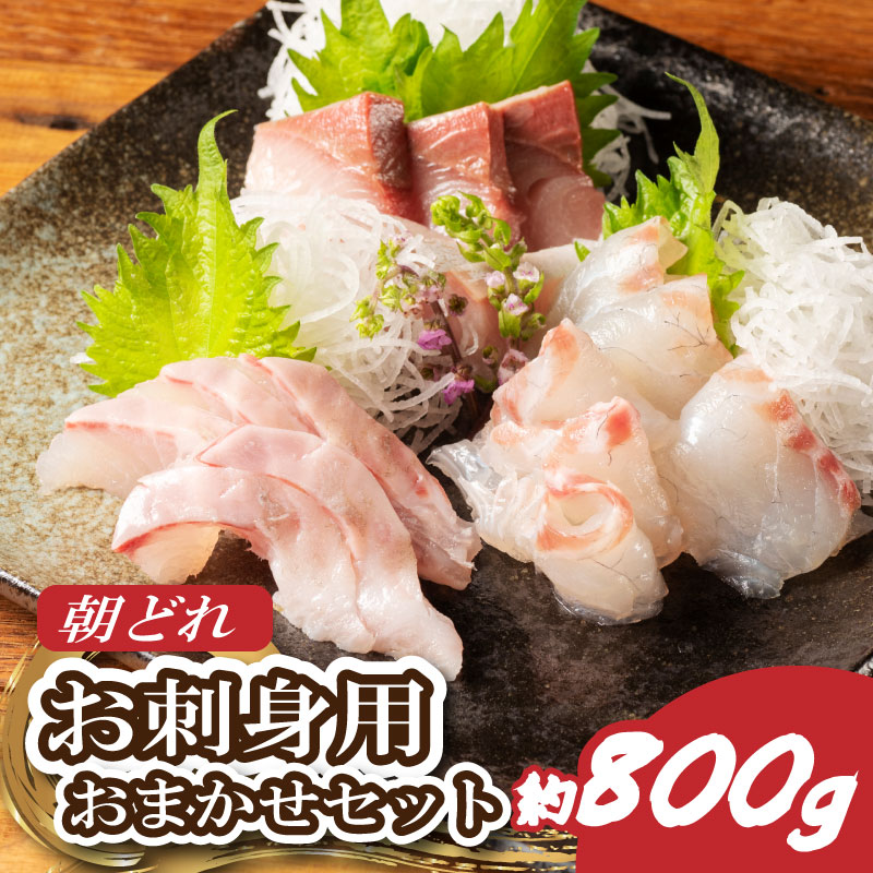 （冷蔵） お刺身 おまかせ セット ２ 〜 ３種 約 800ｇ 城水産 朝どれ 刺身 刺し身 鯛 タイ 鰤 ブリ 鮪 マグロ 平昌 ヒラマサ 勘八 カンパチ シマアジ ヒラメ 新鮮 魚 魚介 海鮮 産地直送 国産 三重 南伊勢 伊勢志摩