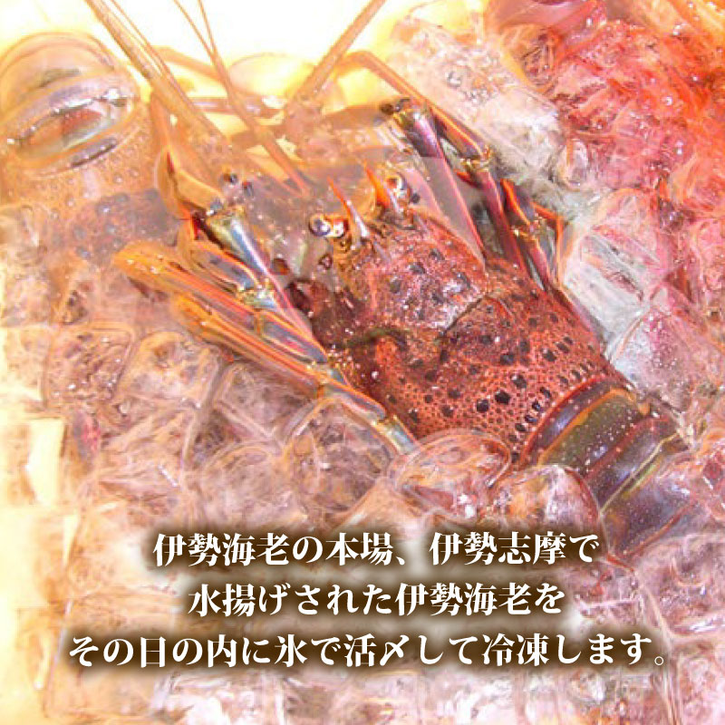 【冷凍】 伊勢海老 4尾 〜 6尾 約 1kg 活〆 山藤 えび 海老 ebi いせえび 伊勢えび 伊勢 魚 魚介 海鮮 海産物 海 特産品 うま味 旨味 海の幸 アウトドア BBQ 刺身 炭火焼 産地直送 国産 三重 南伊勢 伊勢志摩