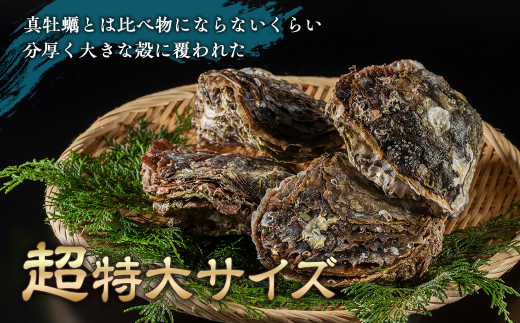 （冷蔵）岩牡蠣　Aコース　XLサイズ　４個／シェルファームみつなが　かき　伊勢志摩　お取り寄せグルメ　三重県　南伊勢町