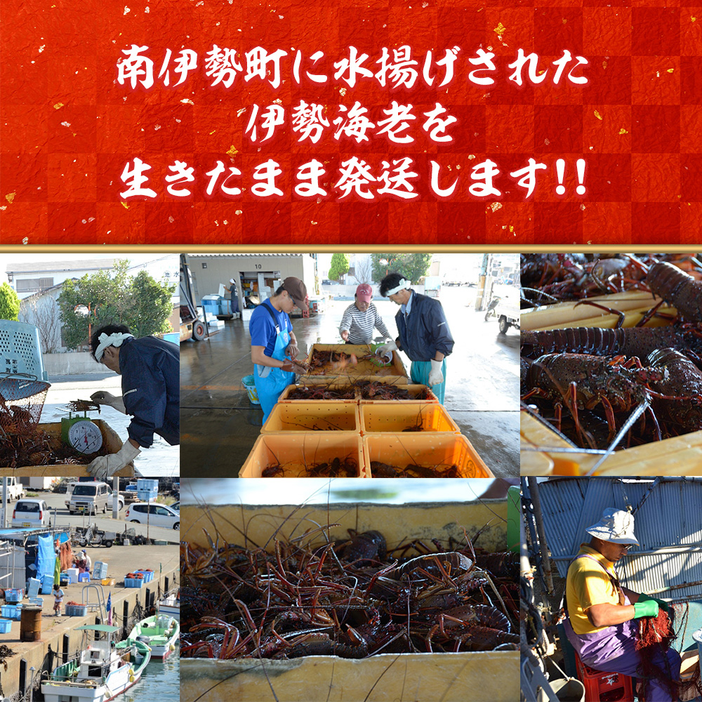活き 伊勢海老 Ａコース 1尾 約250〜300g 山金商店 地物 伊勢 伊勢えび 高級 鮮魚 焼き物 汁物 海鮮 特産 海の幸 魚介 イセエビ 海老 えび 三重県 南伊勢町 伊勢志摩産 伊勢志摩