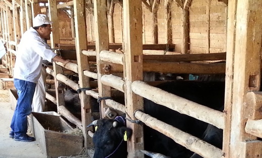 【総本家　肉のあさの】近江牛肩ロースすき焼き用 1kg (250ｇ×4)【AE15W】