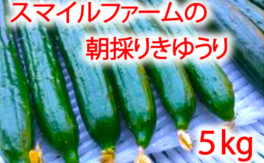 【プライスダウン！！】朝採りきゆうり5kg【FM02W2】