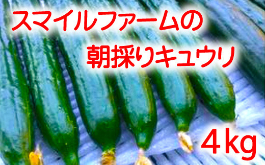 【プライスダウン！！】朝採りきゆうり4kg【FM01W2】