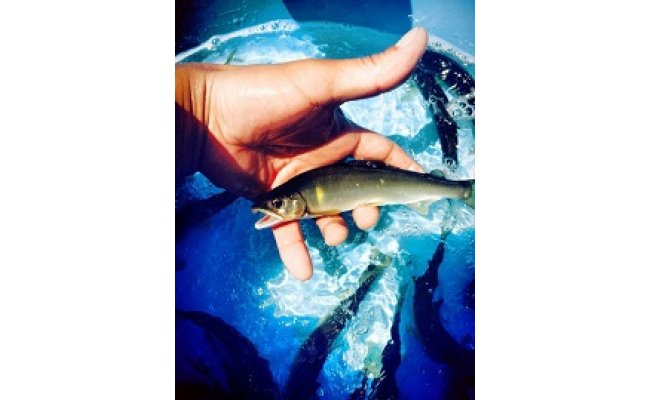 【鮎の繊細な味が凝縮された逸品】滋賀県産　鮎一夜干し【D005W】