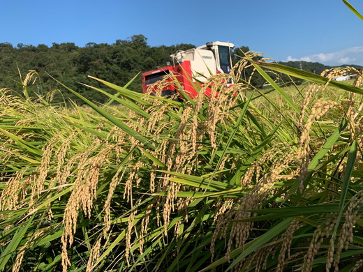 ã7幎ç£ãè¿æ±ç±³ãã«ããŸãçœç±³ã10kgã5kgÃ2è¢ïŒããV018W1ã