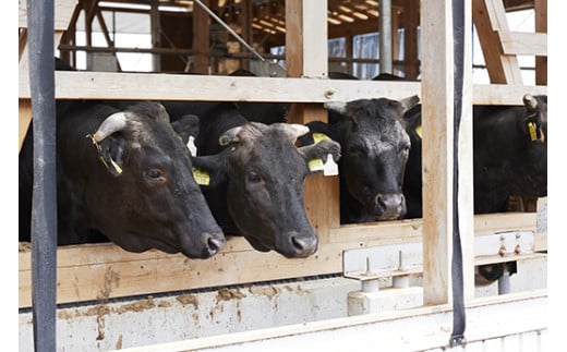 【森三商会】4等級以上の未経産雌牛限定　近江牛赤身焼肉500g（モモ）【GM13W】