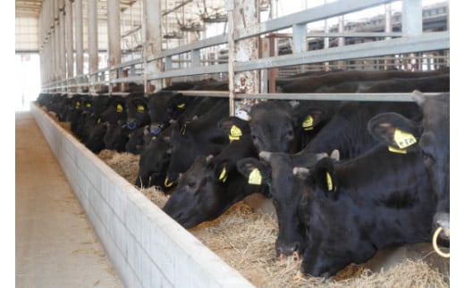 【カメチク】近江牛焼肉用希少部位6種とホルモン6種セット【FK03W】