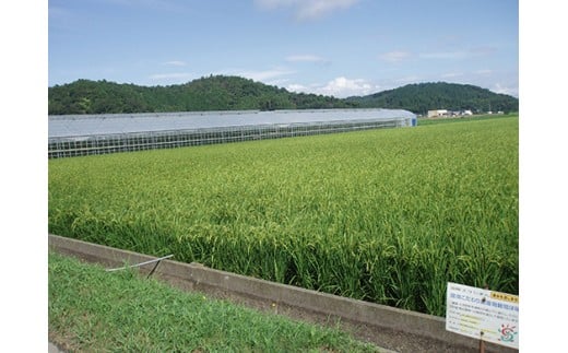 【7年産】近江米 環境こだわり栽培 コシヒカリ 無洗米【5kg×1】【BN14W】 5kg 米 こしひかり 新米 コシヒカリ おこめ 贈り物 人気米 ご飯 白米 コメ 贈答 滋賀県 近江八幡市 無洗米