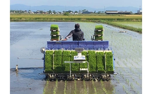 【7年産】近江米 環境こだわり栽培 みずかがみ 無洗米【5kg×1】【BN15W】みずかがみ 米 お米 こめ コメ 白米 ご飯 精米 5kg 10kg 国産 送料無料 おすすめ 人気 大人気 国産 ランキング 無洗米