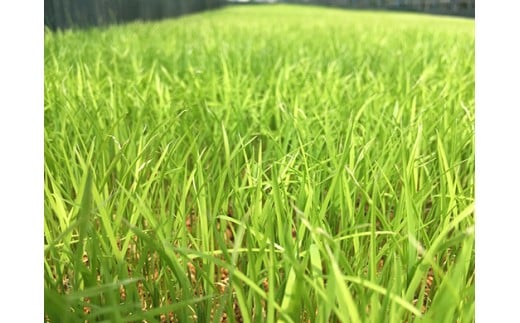 【7年産】近江米 環境こだわり栽培 ミルキークイーン 無洗米【5kg×1】【BN16W】 米 5kg 10kg 白米 みるきーくいーん 国産 農家直送 環境こだわり お米 こめ おこめ 新米 先行予約 農家直送 産地直送 滋賀県 近江八幡市