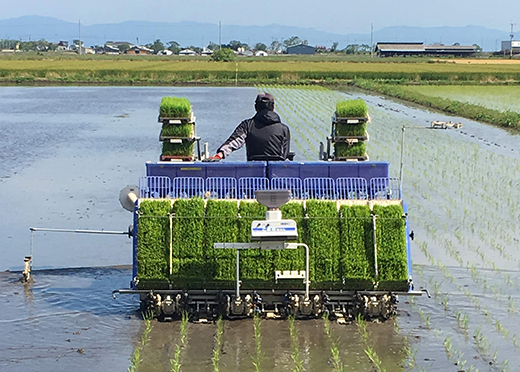 【7年産】近江米 環境こだわり米 ミルキークイーン 無洗米【5kg×1】【BN16W】 米 5kg 10kg 白米 みるきーくいーん 国産 農家直送 環境こだわり お米 こめ おこめ 先行予約 農家直送 産地直送 滋賀県 近江八幡市