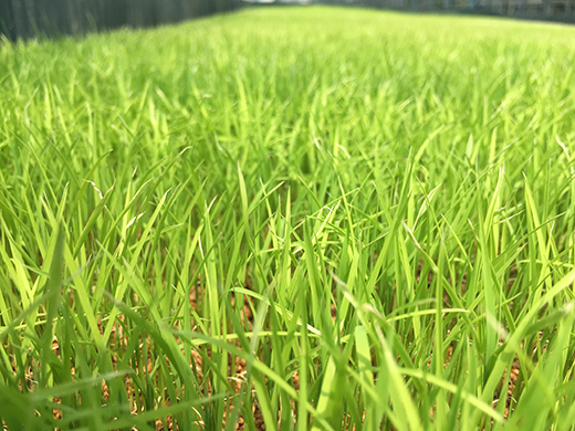 【7年産】近江米 環境こだわり米 ミルキークイーン 無洗米【5kg×1】【BN16W】 米 5kg 10kg 白米 みるきーくいーん 国産 農家直送 環境こだわり お米 こめ おこめ 先行予約 農家直送 産地直送 滋賀県 近江八幡市