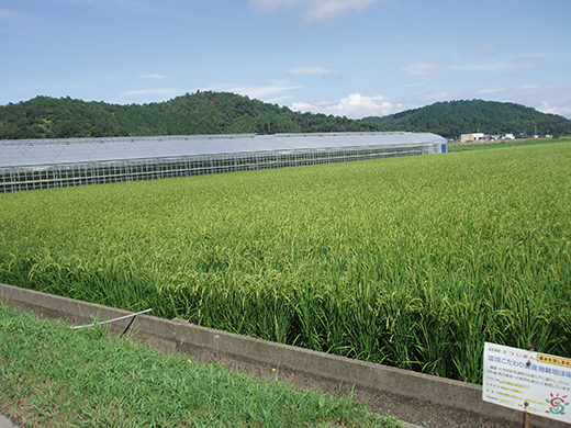 【7年産】近江米 環境こだわり米 ミルキークイーン 無洗米【5kg×1】【BN16W】 米 5kg 10kg 白米 みるきーくいーん 国産 農家直送 環境こだわり お米 こめ おこめ 先行予約 農家直送 産地直送 滋賀県 近江八幡市