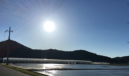 【7年産】近江米 環境こだわり米 コシヒカリ 無洗米【5kg×1】【BN14W】5kg 米 こしひかり コシヒカリ おこめ 贈り物 人気米 ご飯 白米 コメ 贈答 滋賀県 近江八幡市 無洗米