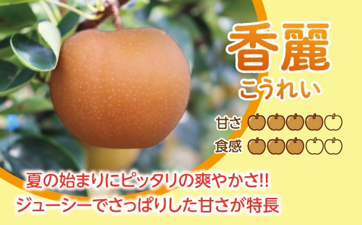 【先行予約】 数量限定 淡海なし 香麗 3kg 箱入り（サイズ：2L～7L　5～10個入り） 【K126W】 
