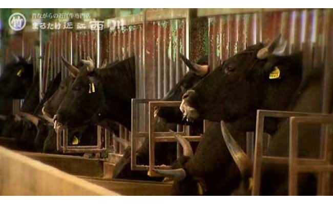 è¿æ±çããããçšã450ïœããN004Wã