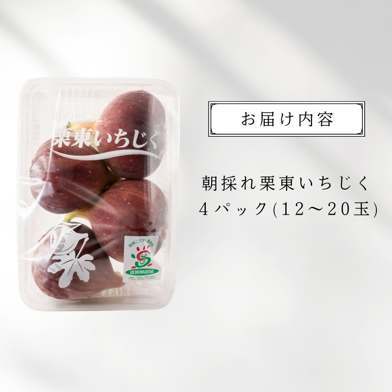 【先行予約受付中】朝採れ栗東いちじく4パック(12～20玉)2025年7月末～順次出荷 | 朝採れ ハウス栽培 果物 フルーツ いちじく いちぢく 無花果 イチジク 完熟 生 先行予約  滋賀県 栗東市