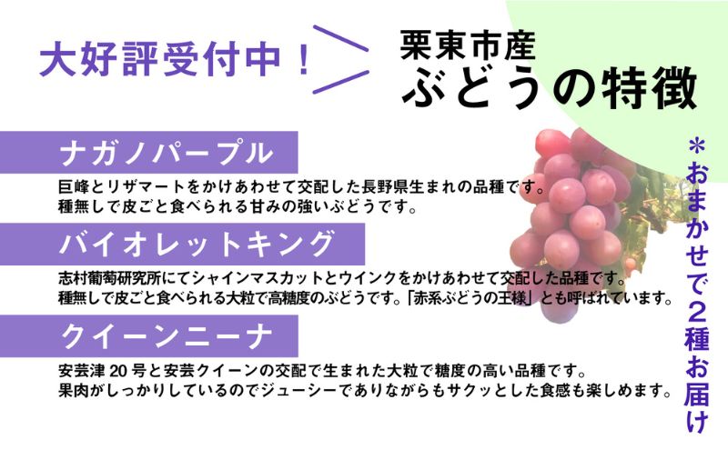 【先行予約受付中】滋賀県産ぶどう おまかせ2房《シャインマスカット・BKシードレス・ブラックビート・ナガノパープル・バイオレットキング・クイーンニーナ》その時採れた品種を約1kg 葡萄 くだもの 人気