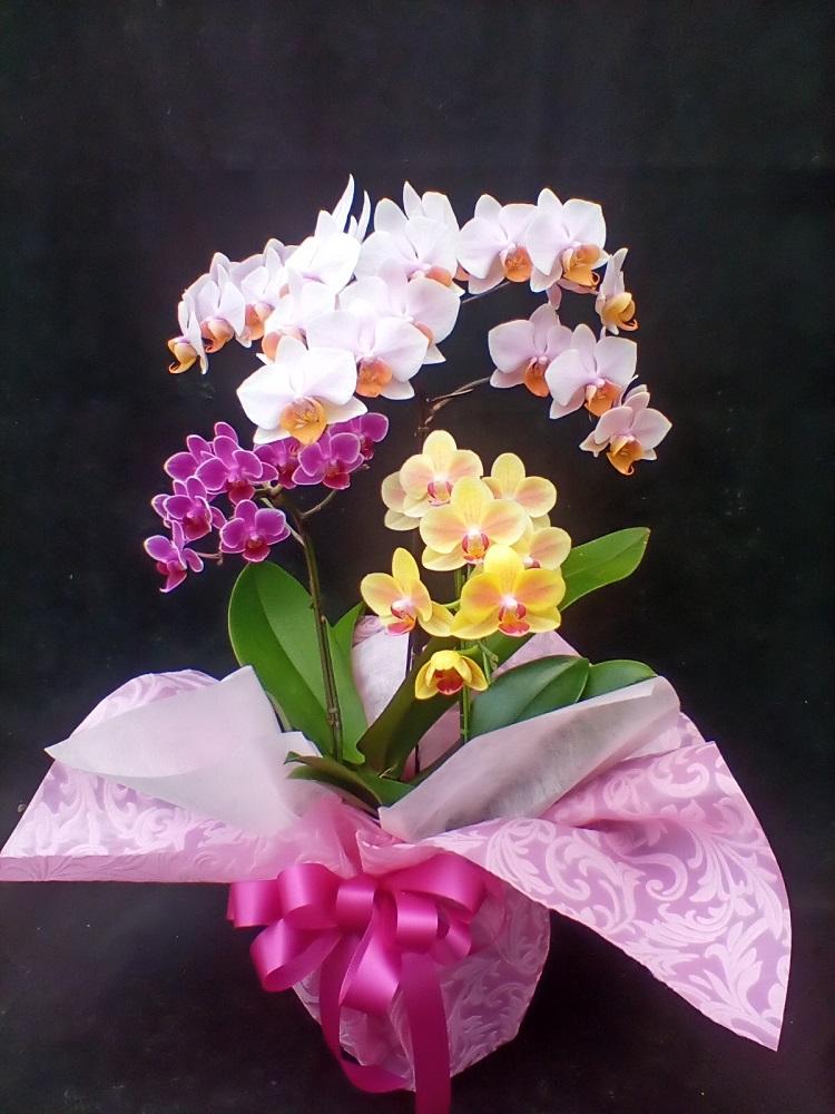 ミニコチョウラン　寄植え