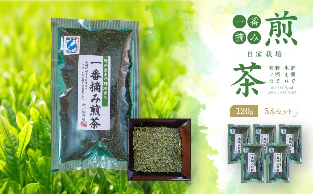 野洲生まれ　野洲育ち自家栽培　一番摘み煎茶120g　5本セット