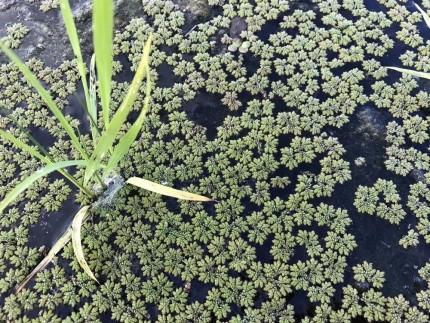 【令和7年産新米】中道農園 自然栽培 コシヒカリ 希 玄米 2.5kg 肥料不使用、自然の力だけで栽培！農薬・化学肥料不使用｜JAS認証 オーガニック｜真空包装 防災備蓄対応｜ふるさと納税 滋賀県野洲市