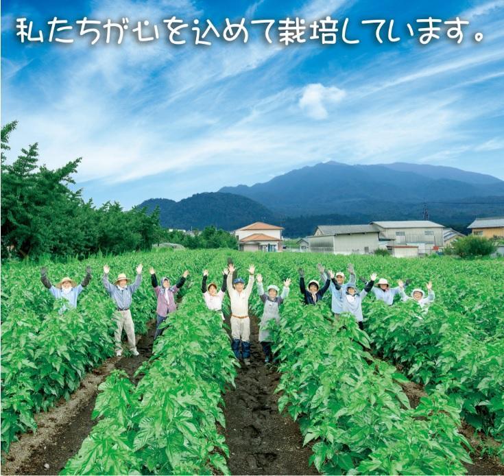 無農薬桑茶パウダー「桑茶美人」100g×3袋｜野洲市 有限会社南製茶 桑茶パウダー 健康 美容 効能 高品質 国産 100% 桑の葉 茶葉 美肌 ダイエット サポート お取り寄せ 通販 ふるさと納税｜