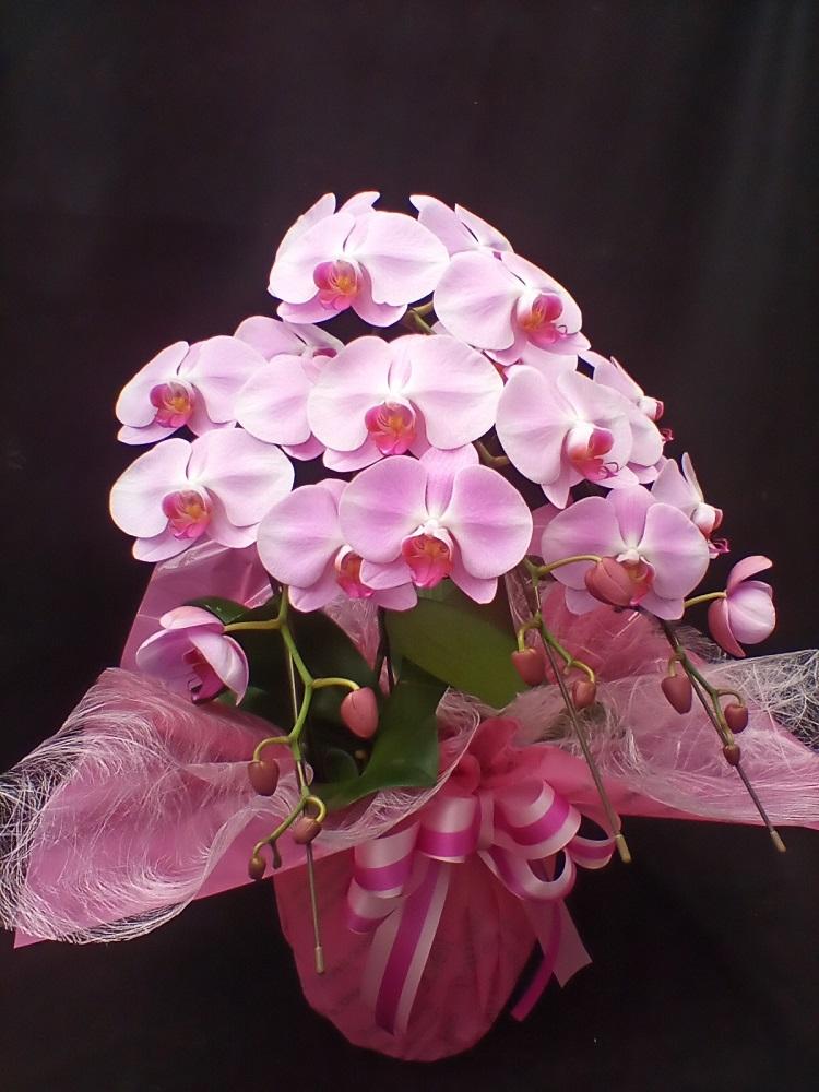 コチョウラン　ピンク （スモールサイズ）