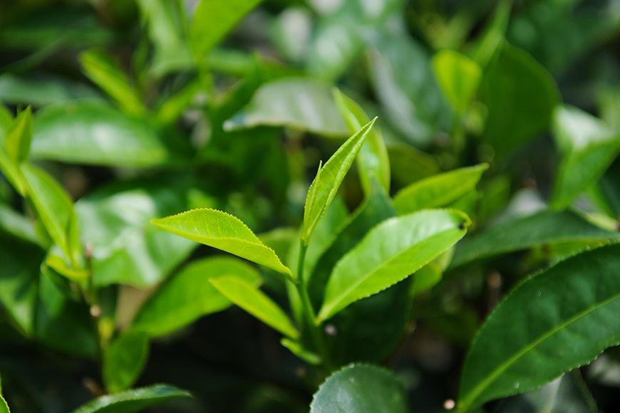 ムレスナティー 紅茶 毎日の1杯にして欲しい。リーフタイプ×3袋｜野洲市 ムレスナティー 紅茶 リーフタイプ 香り豊か フレーバーティー ティータイム 3袋セット 自然素材 お取り寄せ 通販 ふるさと納税｜