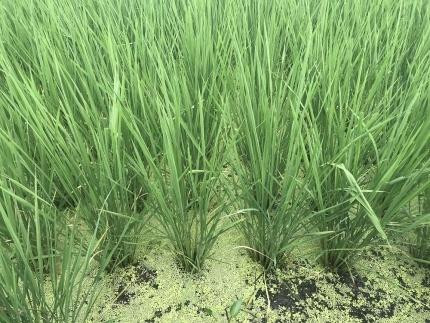 【令和7年産新米】中道農園 自然栽培 朝日 希 白米 2.5kg 肥料不使用、自然の力だけで栽培！農薬・化学肥料不使用｜JAS認証 オーガニック｜真空包装 防災備蓄対応｜ふるさと納税 滋賀県野洲市
