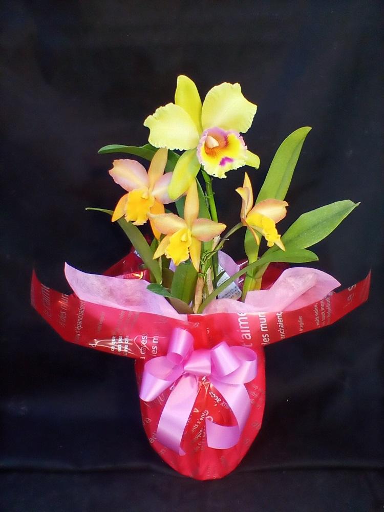 カトレア　寄植え