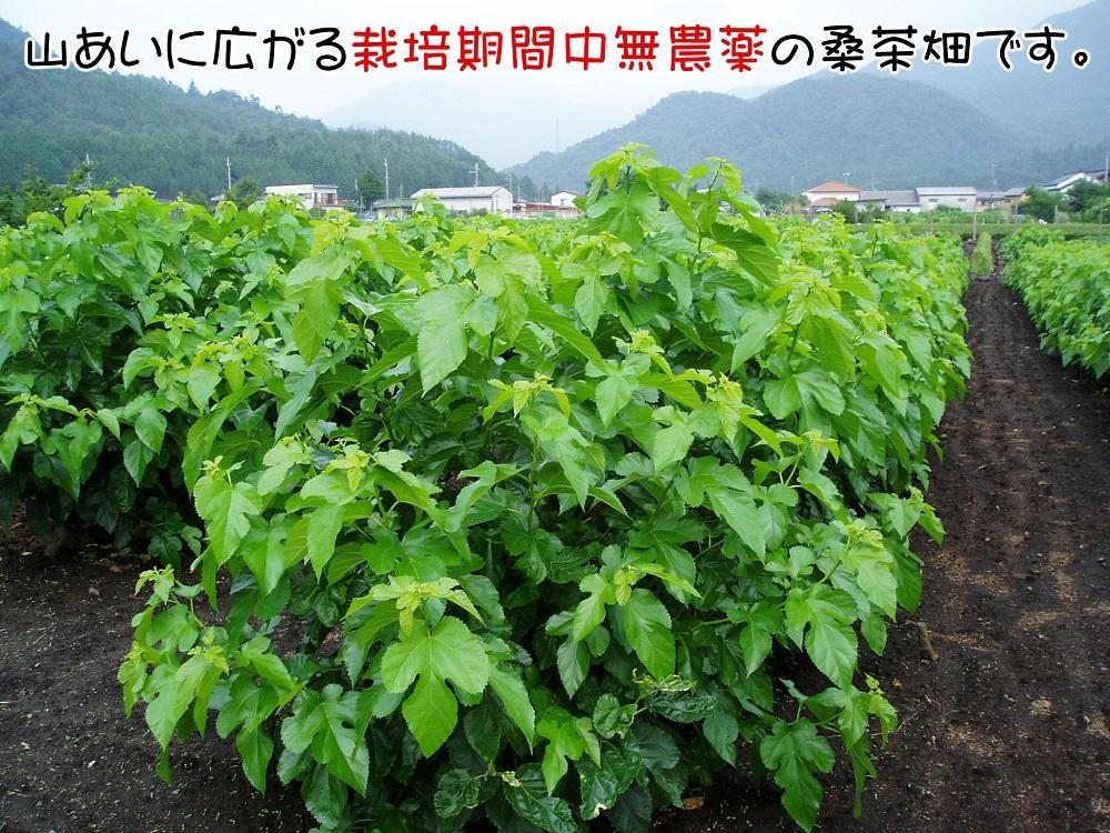 無農薬桑茶パウダー「桑茶美人」100g×3袋｜野洲市 有限会社南製茶 桑茶パウダー 健康 美容 効能 高品質 国産 100% 桑の葉 茶葉 美肌 ダイエット サポート お取り寄せ 通販 ふるさと納税｜