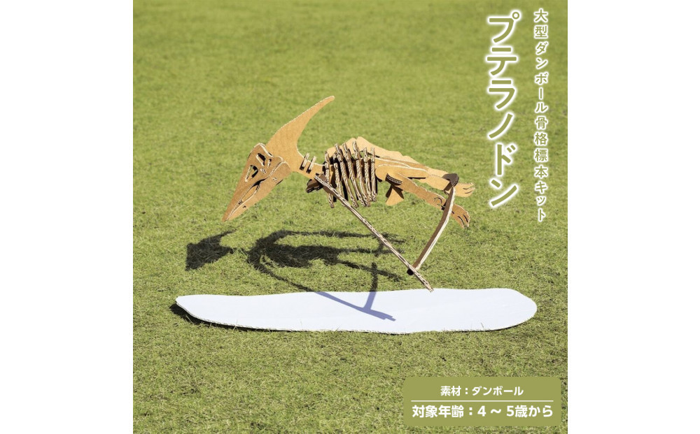 【Qumu】大型ダンボール骨格標本キット　プテラノドン