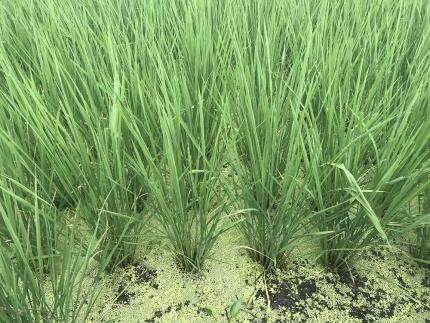 【令和7年産新米】中道農園 自然栽培 コシヒカリ 希 白米 10kg 肥料不使用、自然の力だけで栽培！農薬・化学肥料不使用｜JAS認証 オーガニック｜真空包装 防災備蓄対応｜ふるさと納税 滋賀県野洲市