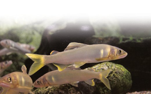【B-602】井保水産 子鮎・湖魚の佃煮6種セット ［高島屋選定品］