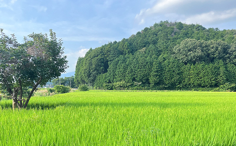 らぷれ農園のきらみずき精米5kg（農薬不使用米）　栽培期間中 農薬不使用　米 お米 ご飯 ごはん 精米 滋賀県