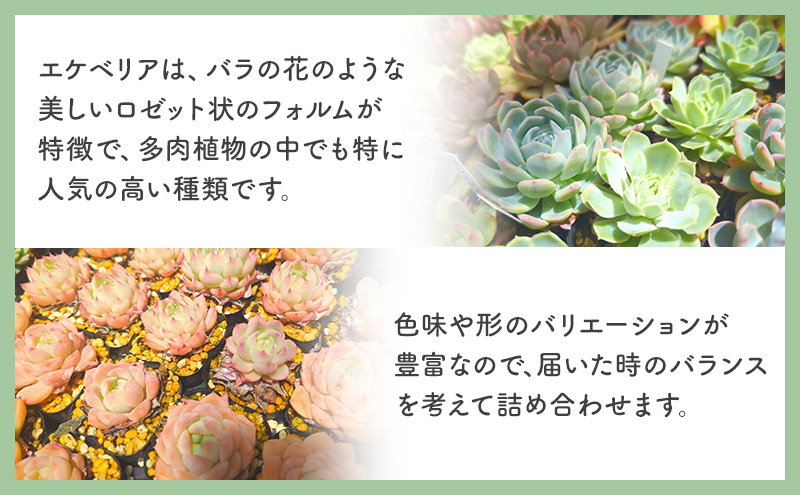 多肉植物　厳選エケベリア5点セット(育て方ガイド付き)