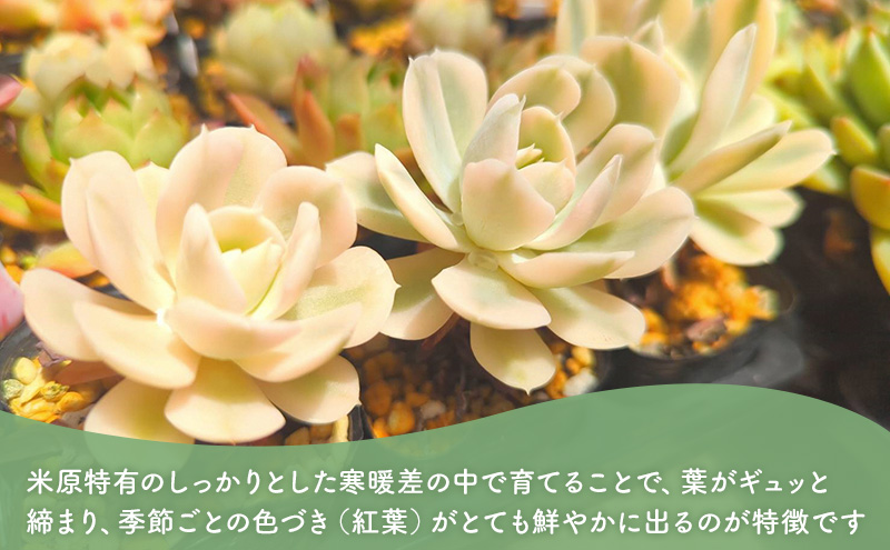 多肉植物　厳選エケベリア5点セット(育て方ガイド付き)