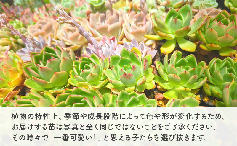 多肉植物　厳選エケベリア5点セット(育て方ガイド付き)