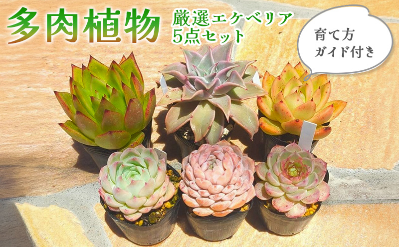 多肉植物　厳選エケベリア5点セット(育て方ガイド付き)
